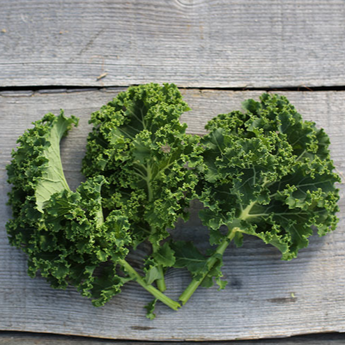 Chou frisée - Kale