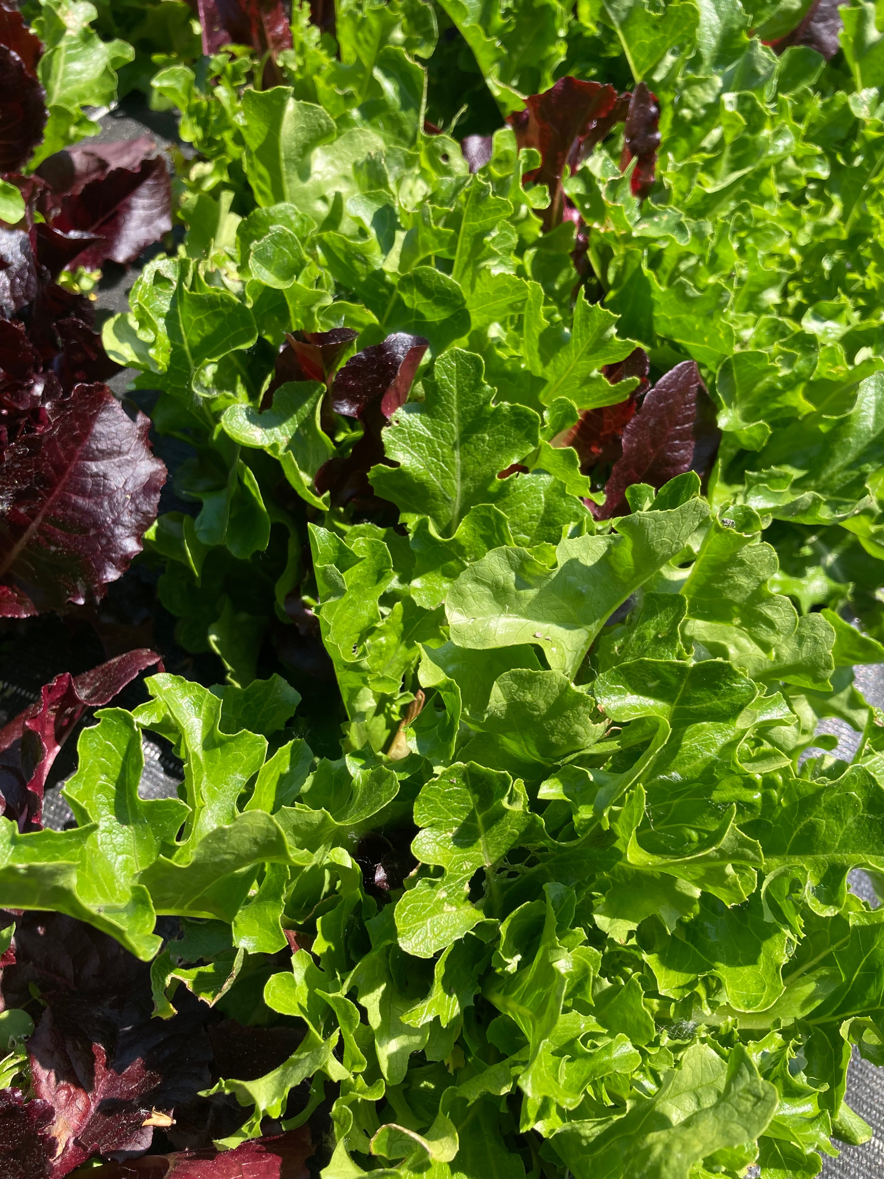Salade ‘Mélange mesclun’ - 100g