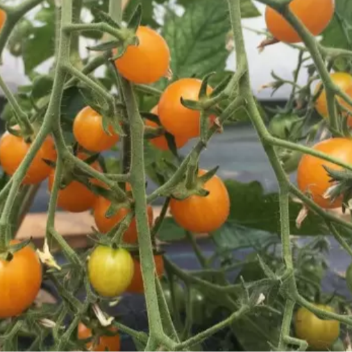 Plant de tomate cerise Clementine