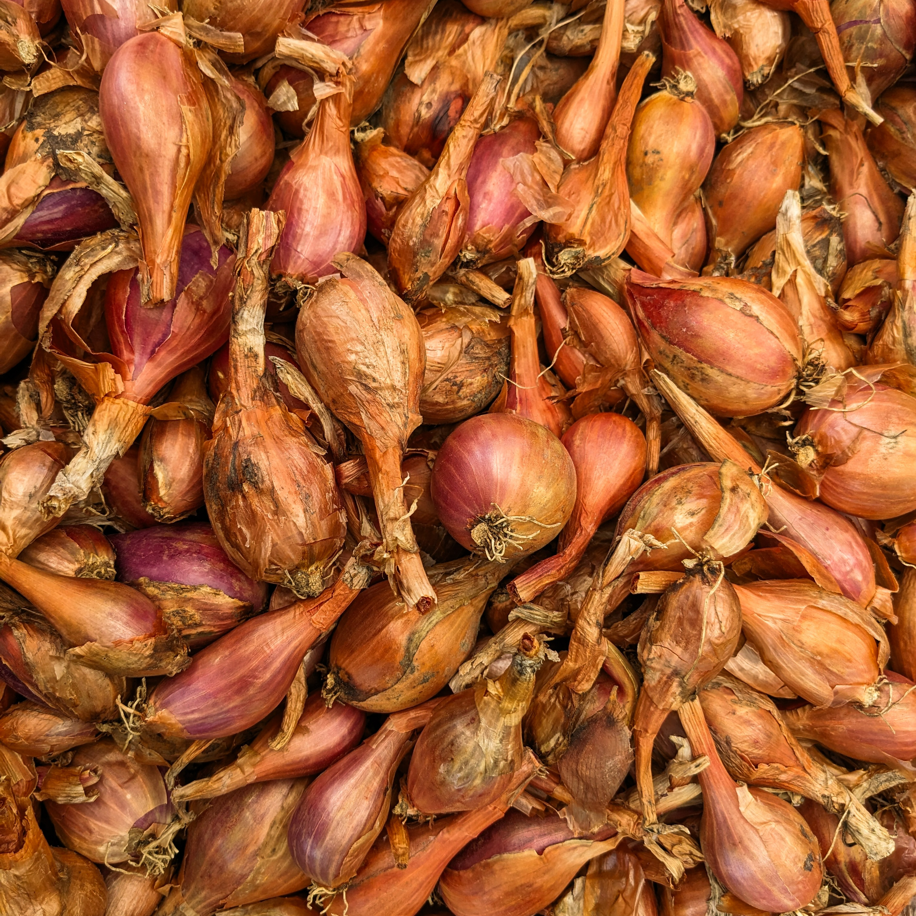 Échalotes (sachet de 250g)