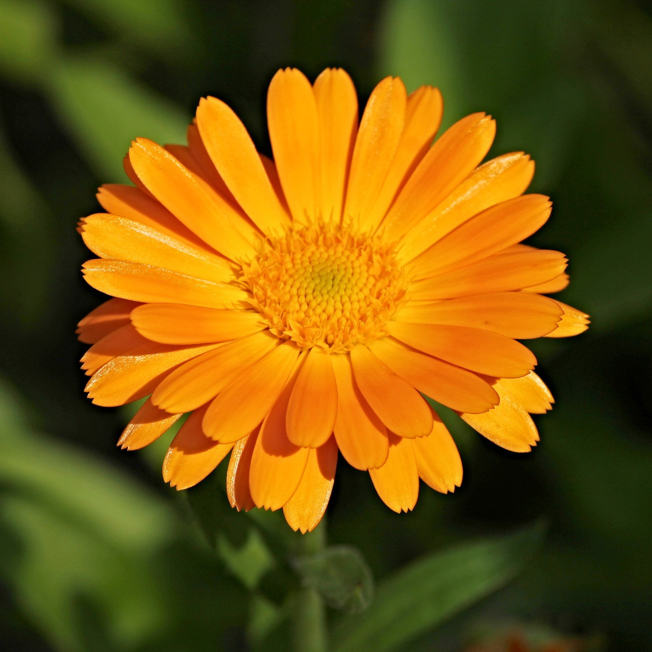 Alcoolature de calendule - 30ml
