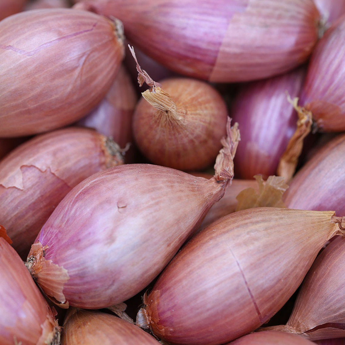 Echalote Bio (sachet 250g)