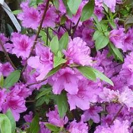 - Azalée persistante - Azalea jap. "Purple Splendour" -Pot 30/40