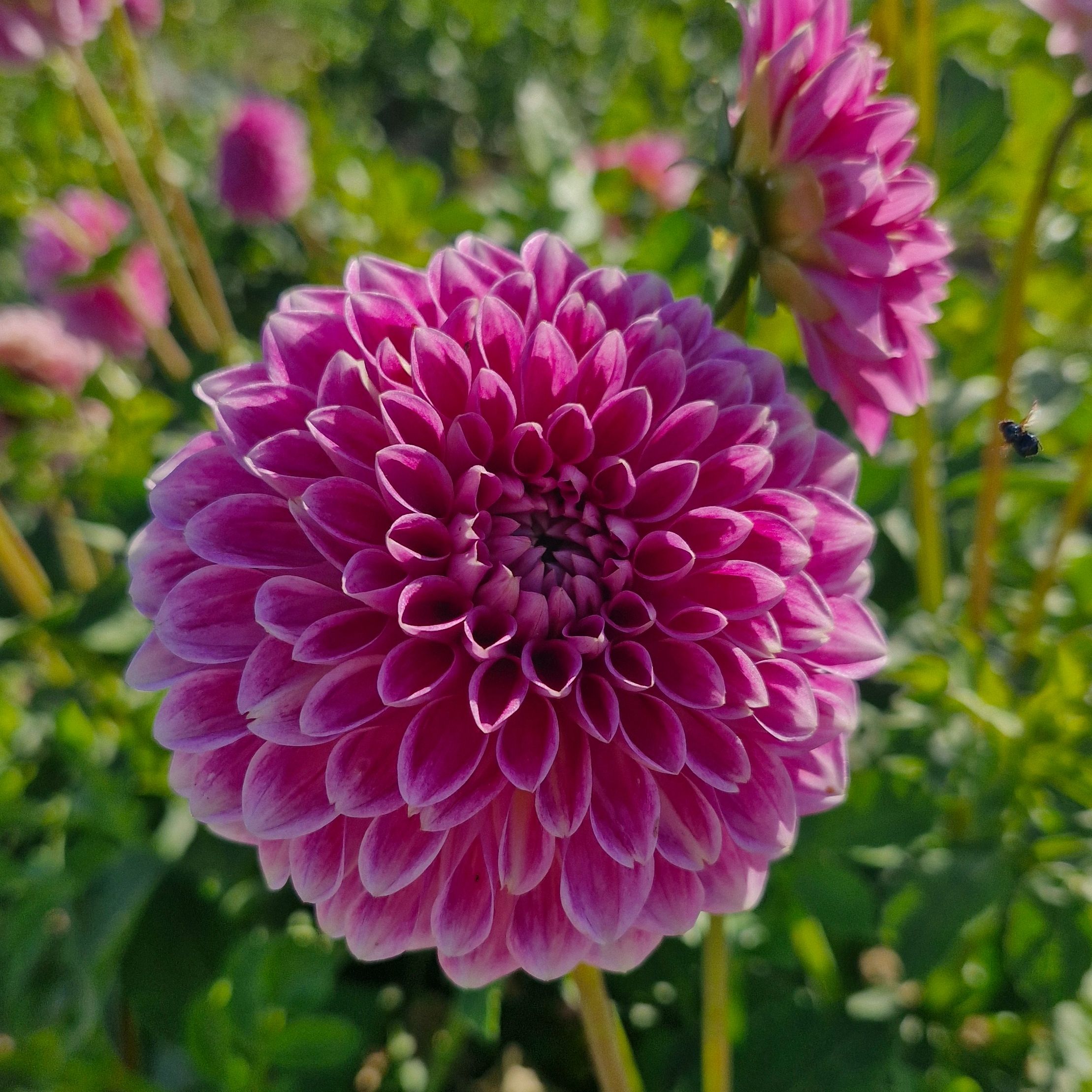 Dahlia sweet fabiennne (botte de 10 tiges)
