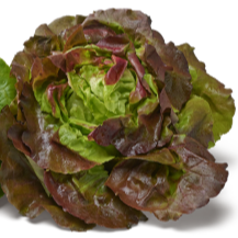 Salade Pommée Rouge