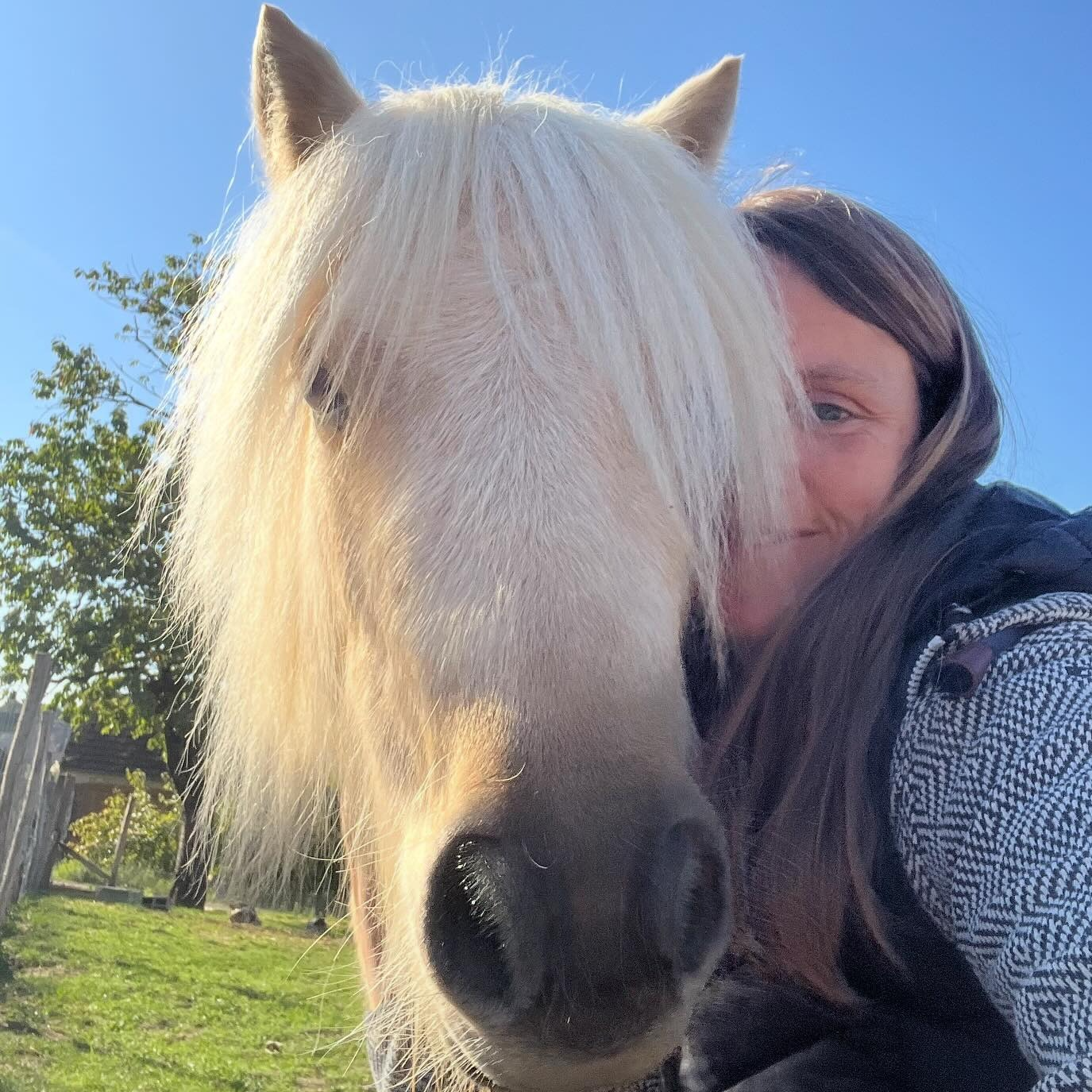 Séance d'équi-coaching