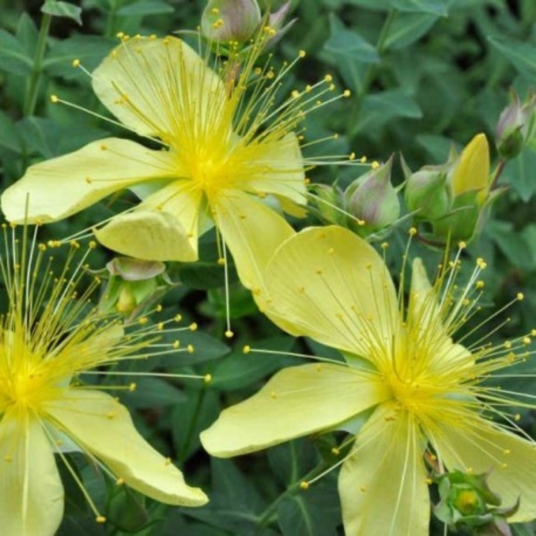 Hypericum olympicum ‘citrinum’
