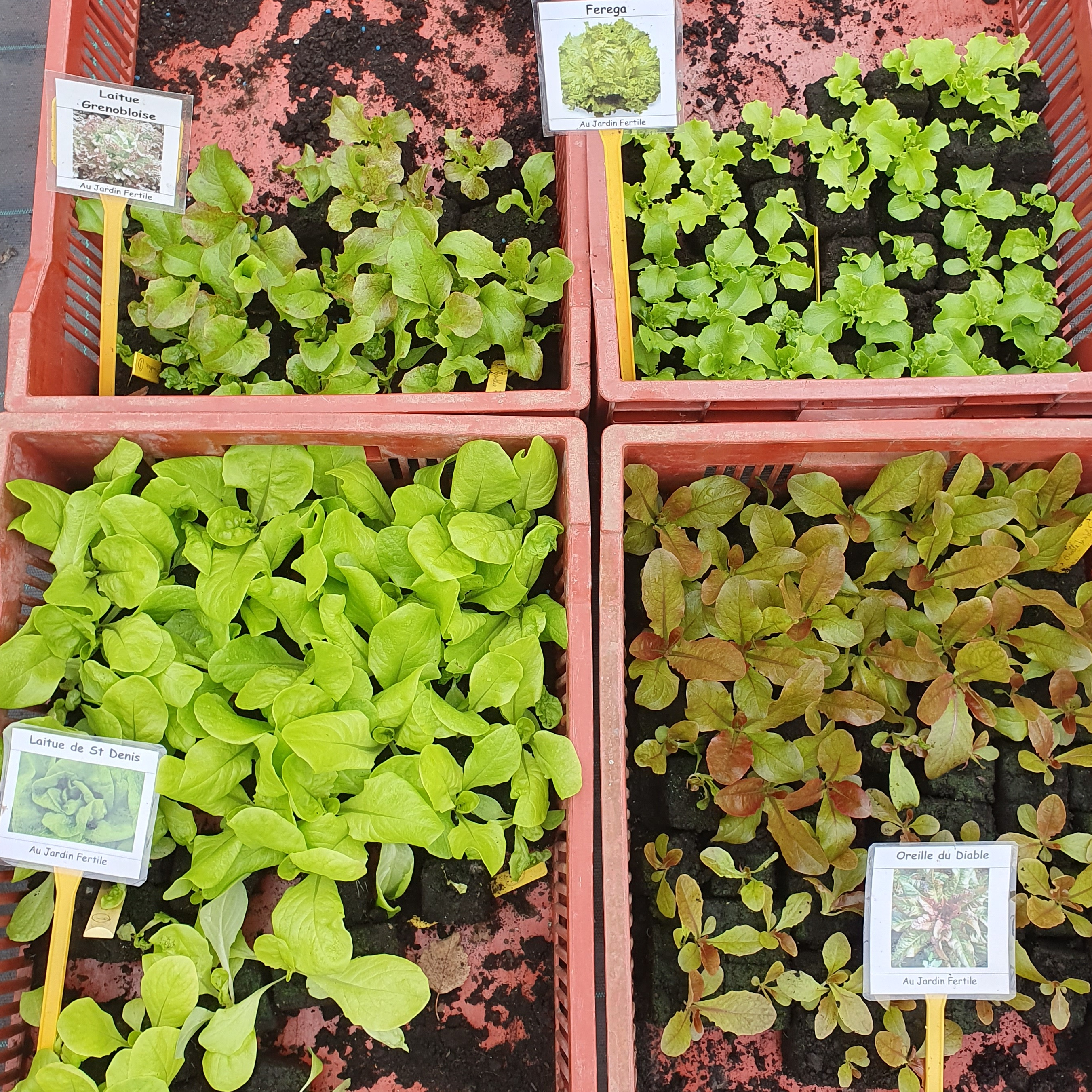 Plant Laitues mélangées