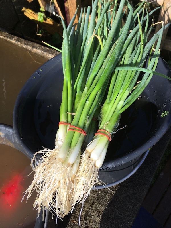 Cébette, botte de 200 g