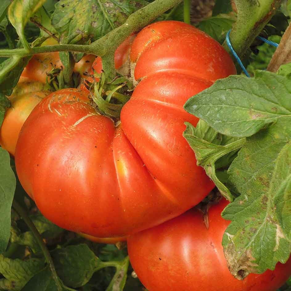 Plant de Tomate Beefsteak