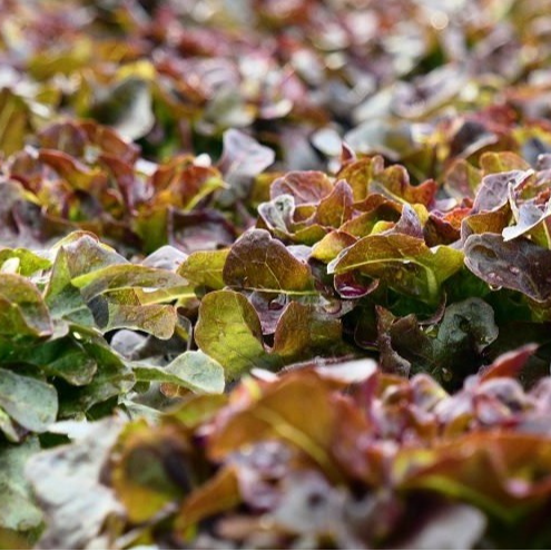 Laitue feuille de chêne rouge