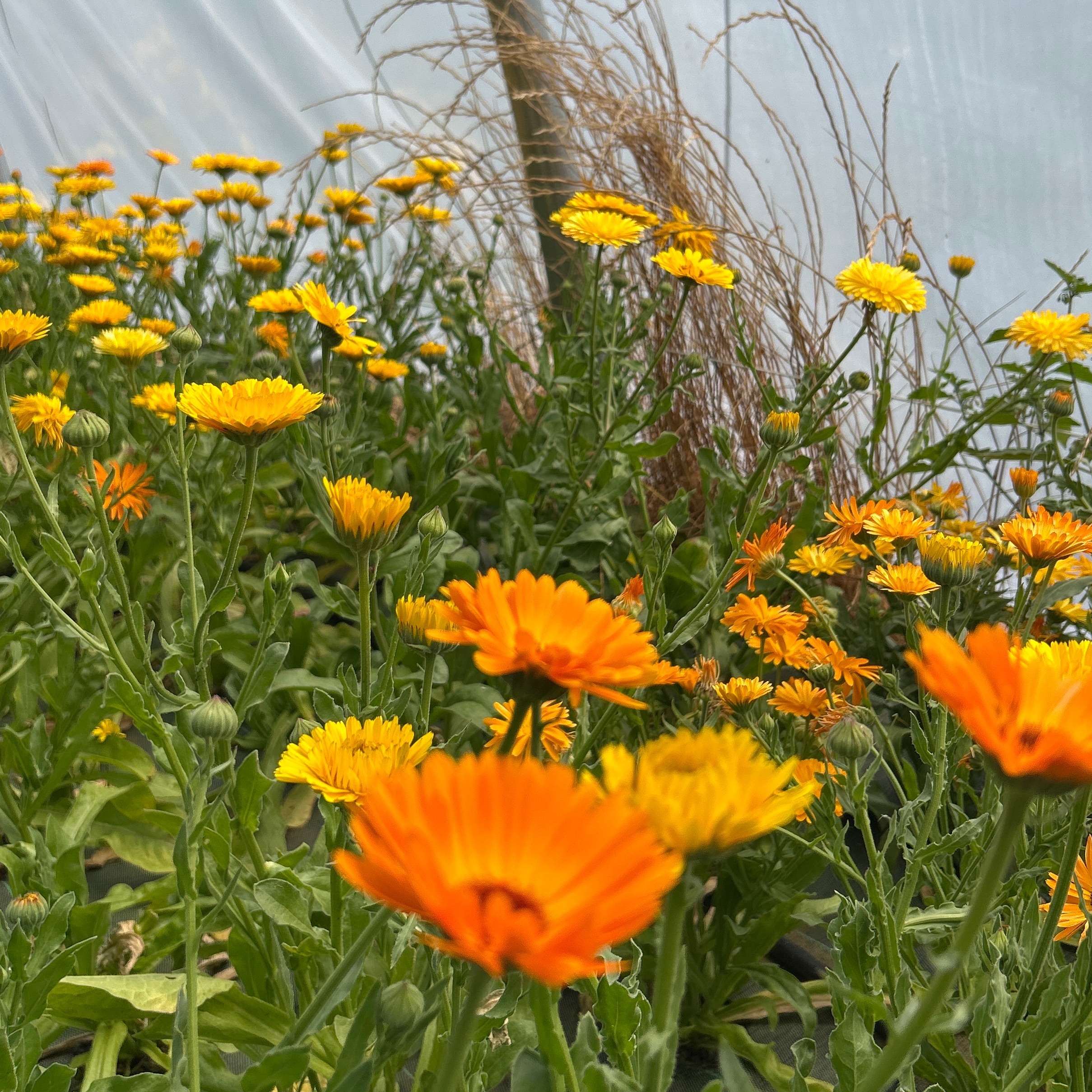 Calendula mix jaune orange (moyen )