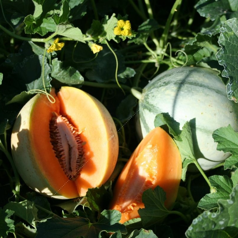 Melon cantaloup charentais en godet 8 cm