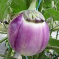 Aubergine Rotonda Bianca - 1 plant