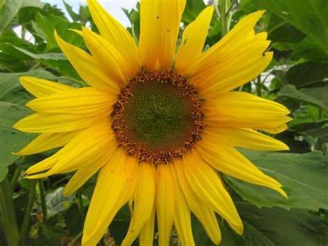 TOURNESOL ARIKARA
