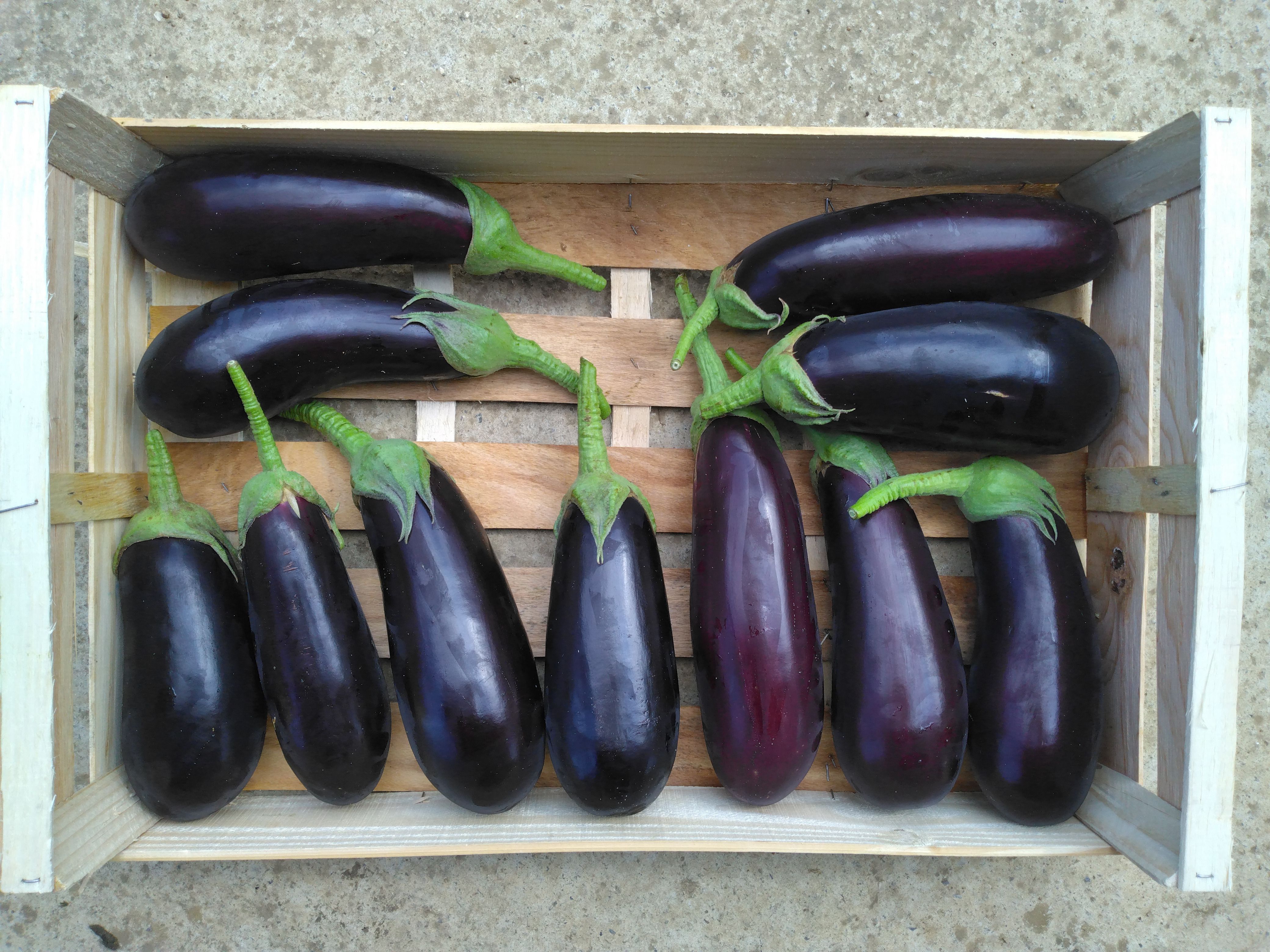 Aubergines