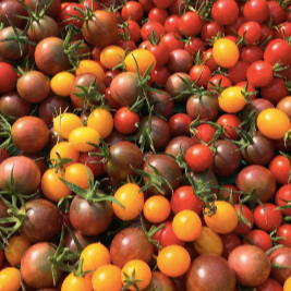 Tomate cerise