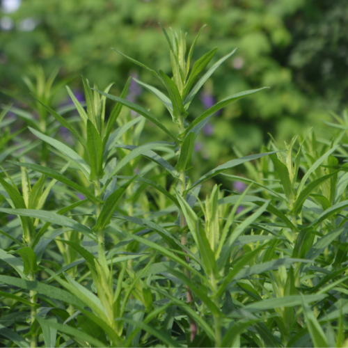 ESTRAGON FRANÇAIS Bio