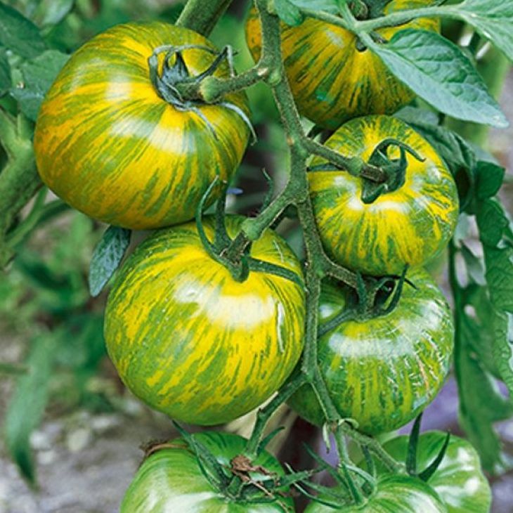 Plant de tomate Green Zebra