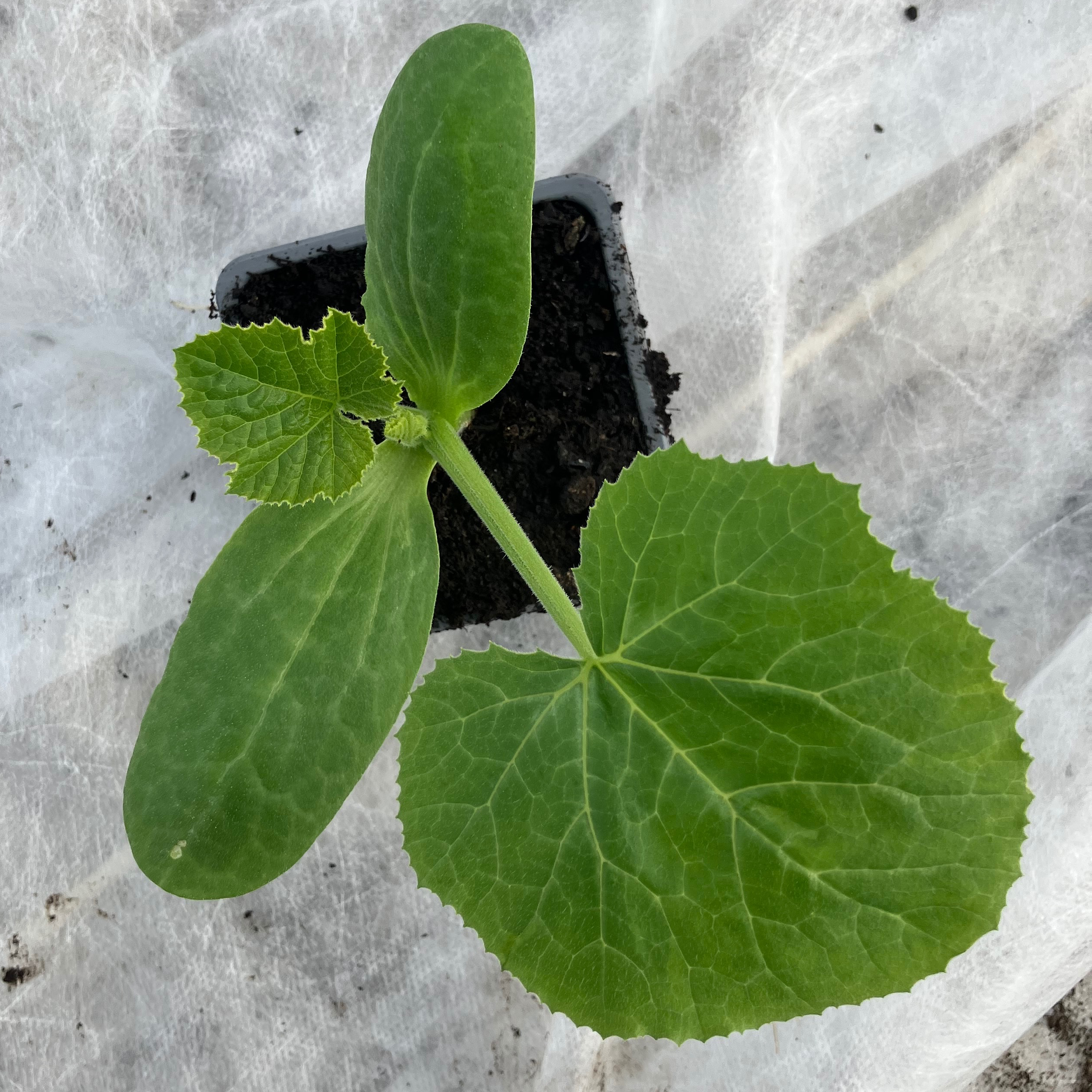 Plant de Courgette verte