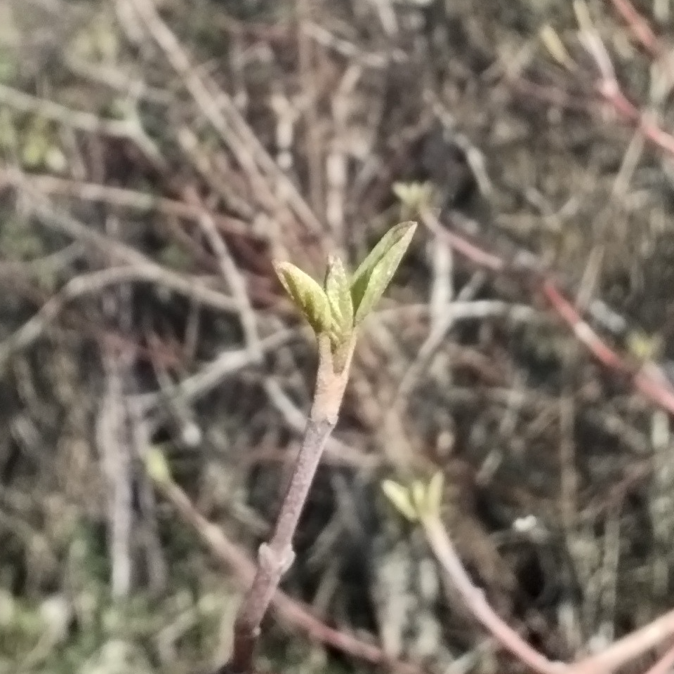 Gemmothérapie Cornouiller Sanguin - 30ml