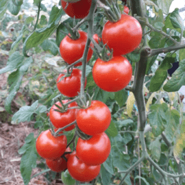 PLANT DE TOMATE CERISE Miel du Mexique