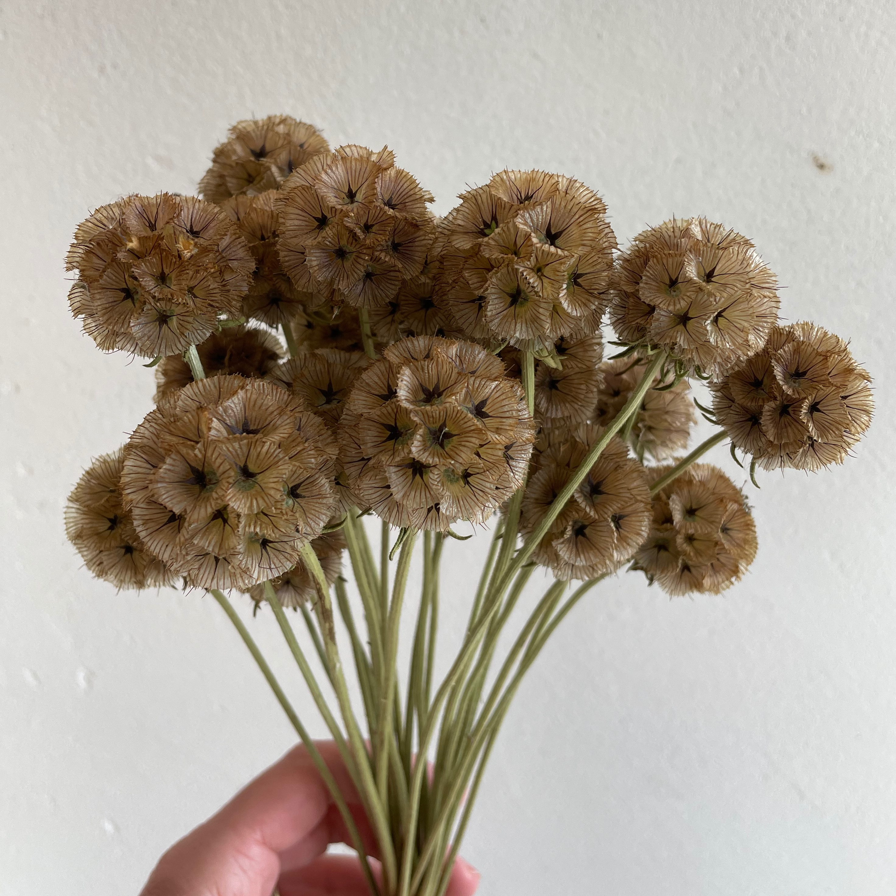 Scabieuse étoilée - 35g