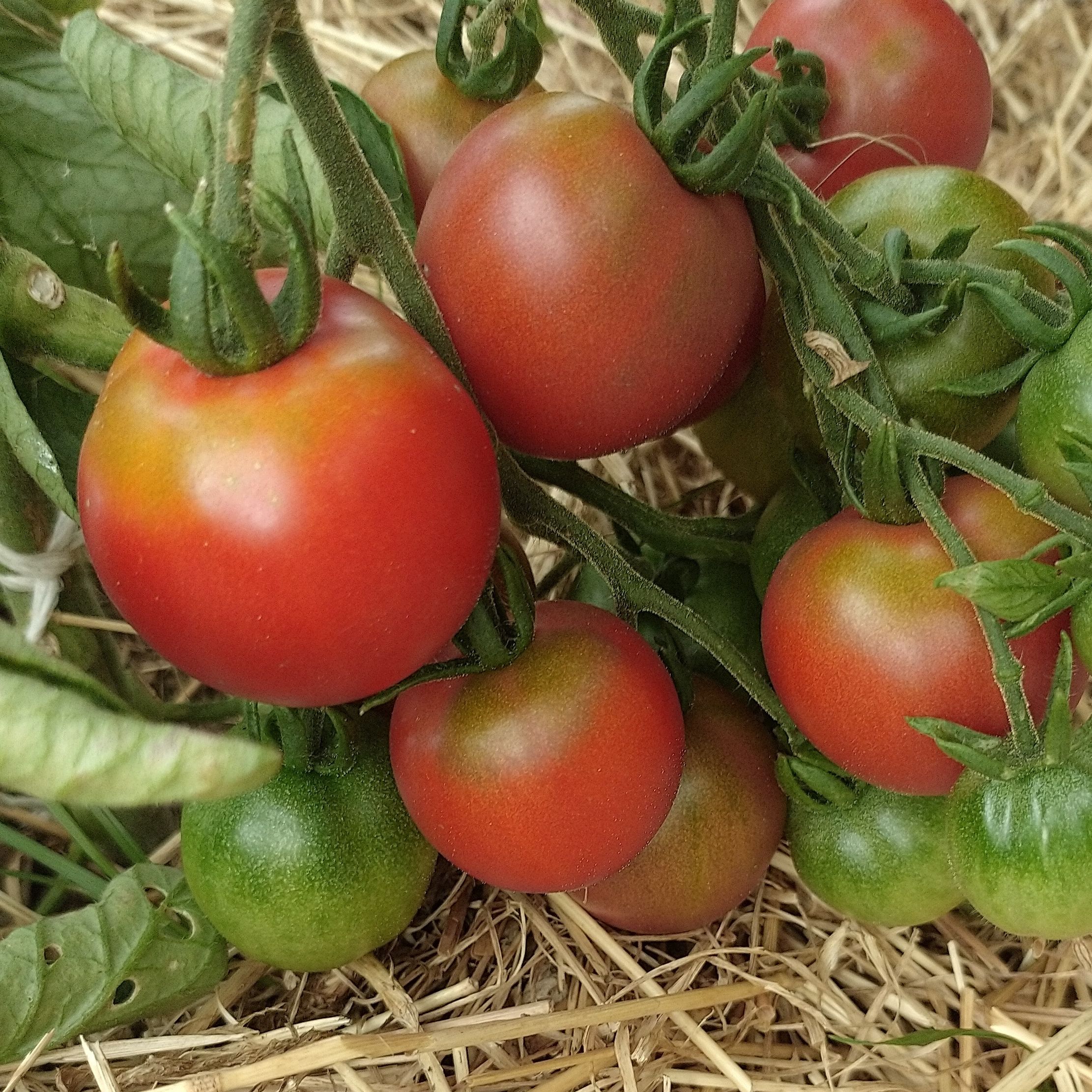Tomate ancienne