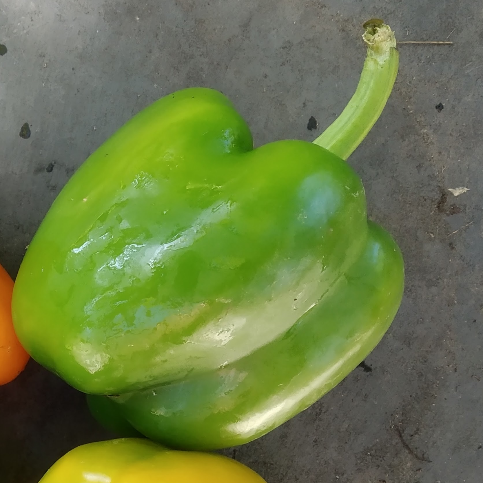 Poivrons vert - 0,5kg