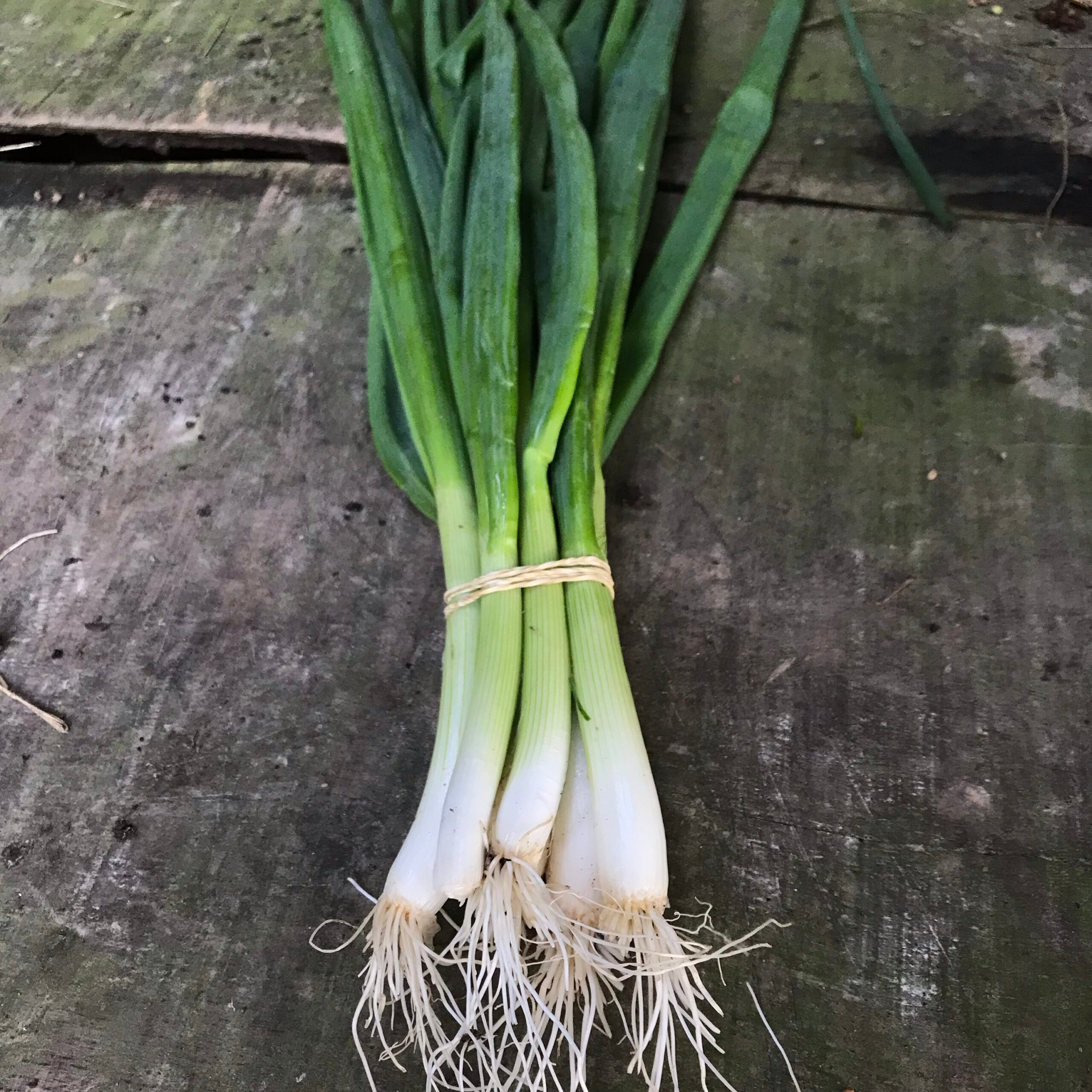 Oignons Blanc Frais (Botte) - 0,3kg