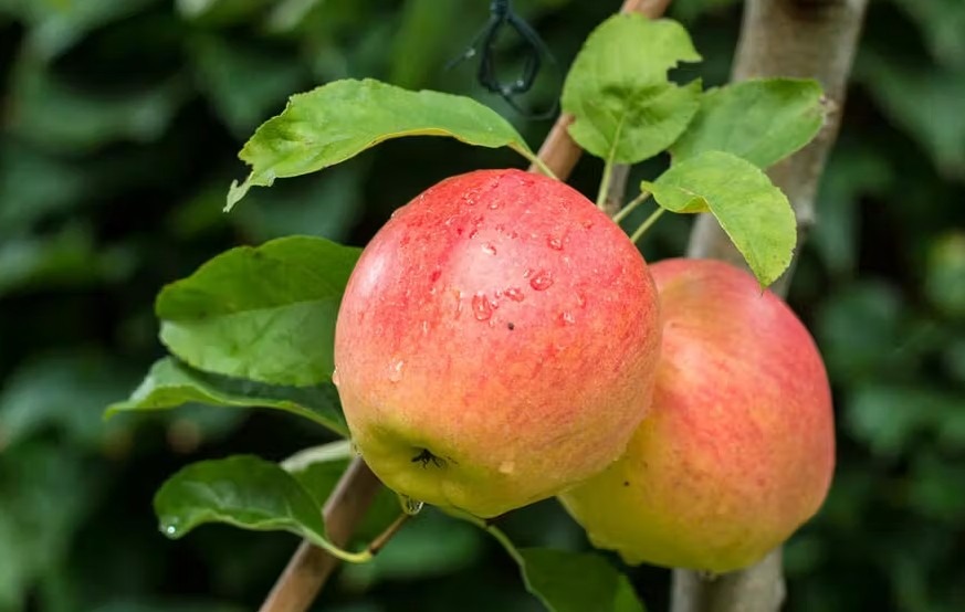 POMME BRAEBURN