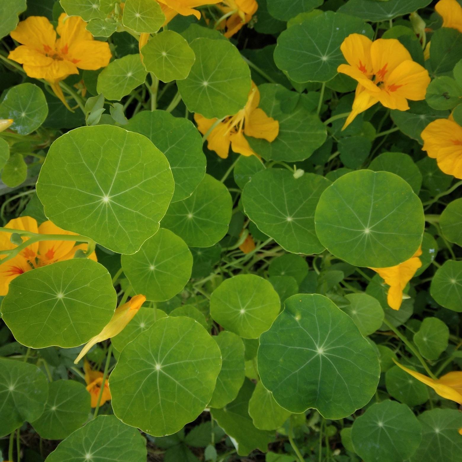 Feuilles de Capucine