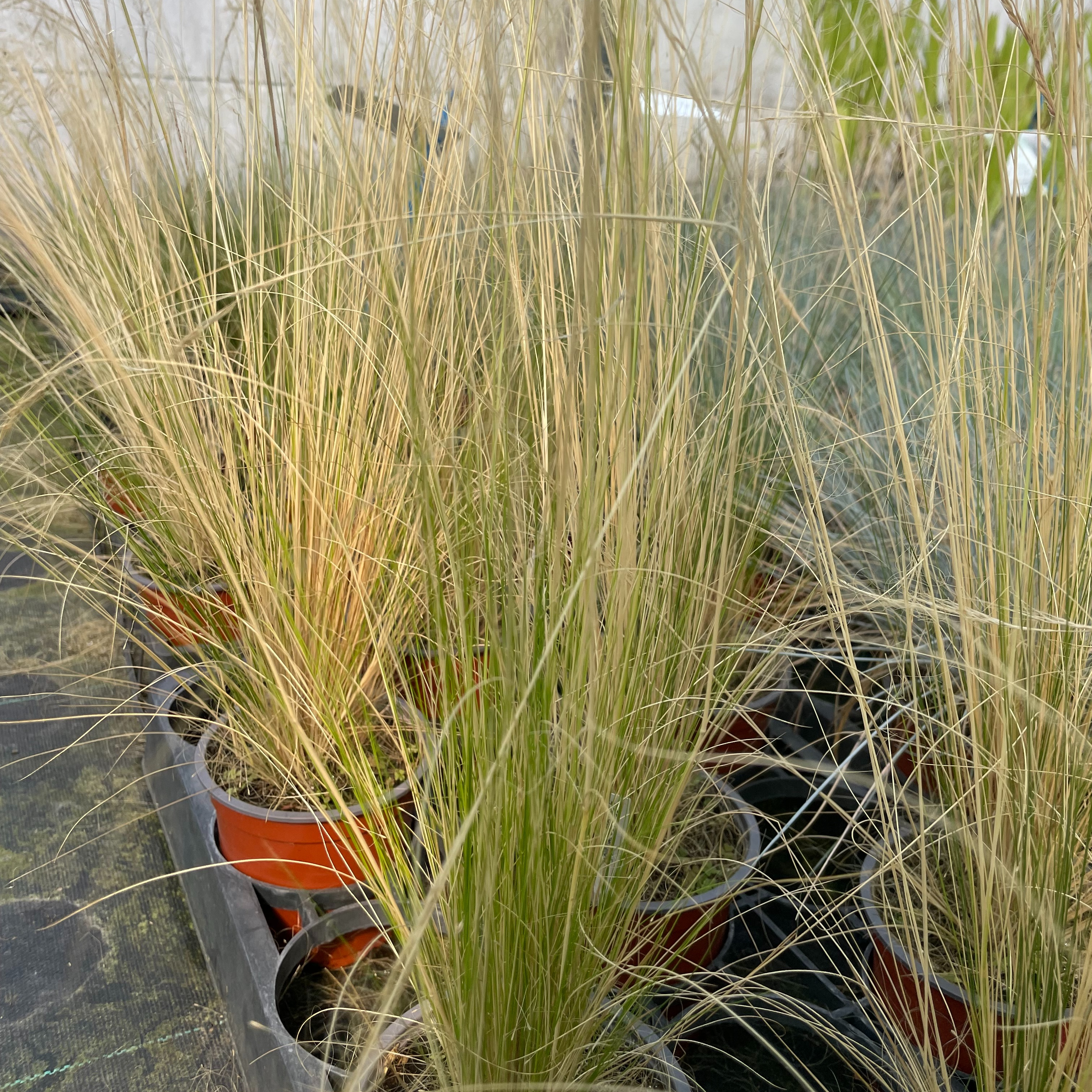 Stipa tenuifolia