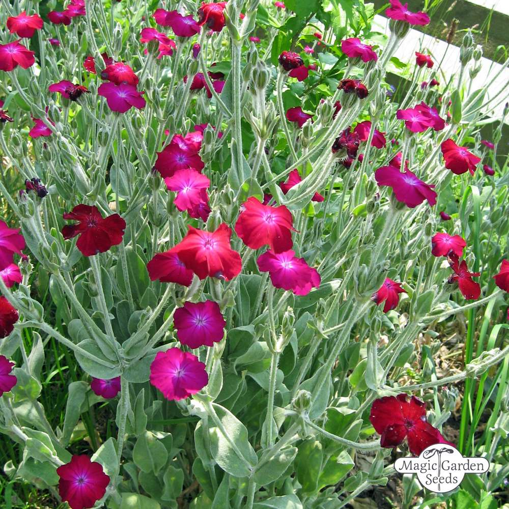 COQUELOURDE DES JARDINS