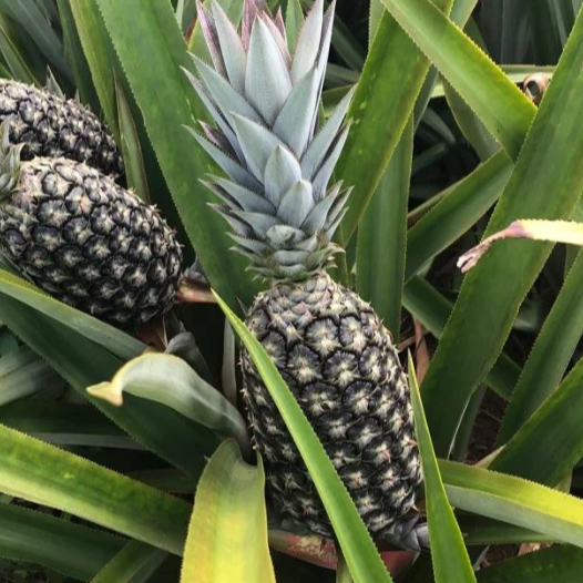 Ananas Pain de Sucre