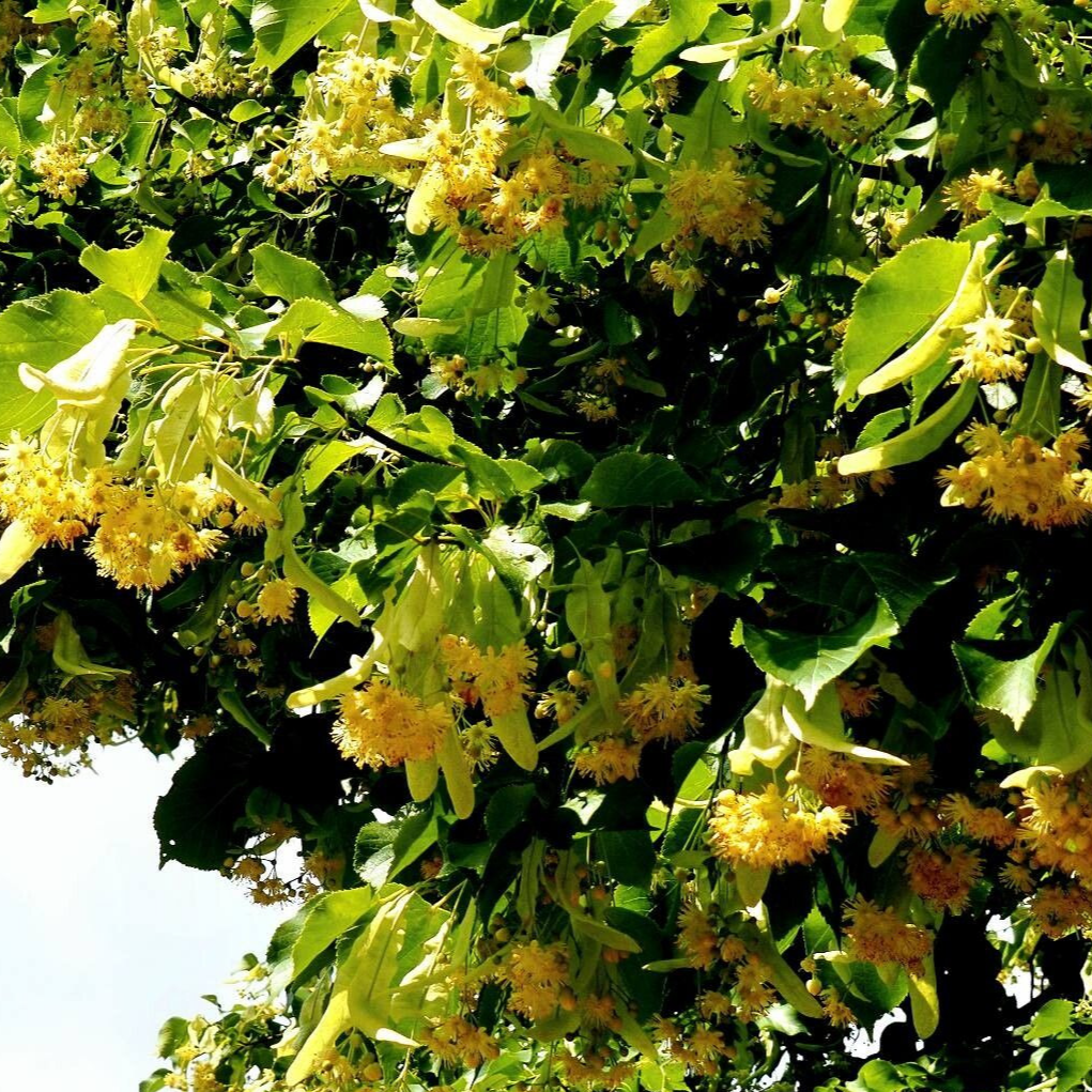 Tilleul à petites feuilles - pot 1L