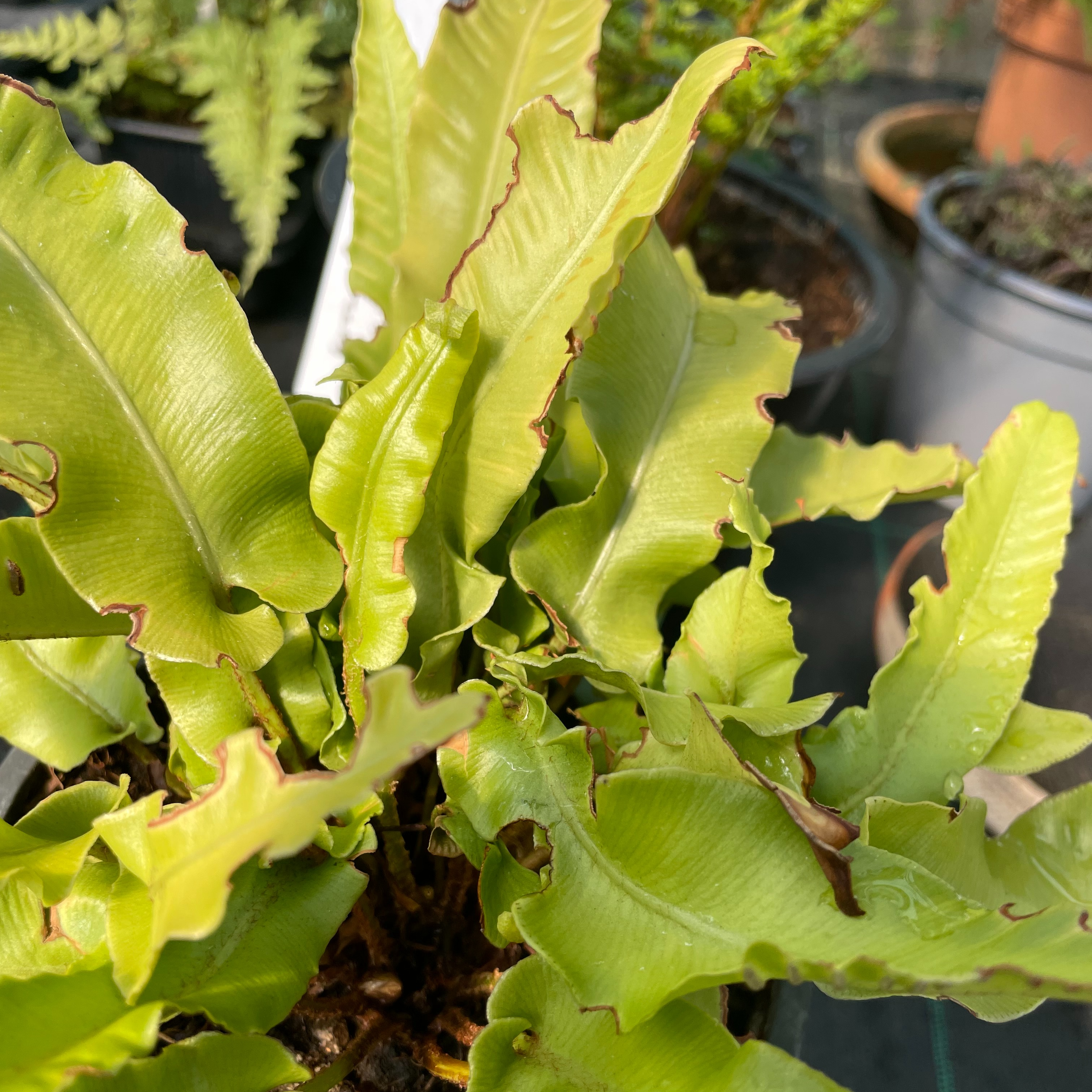 Asplenium scolopendrium