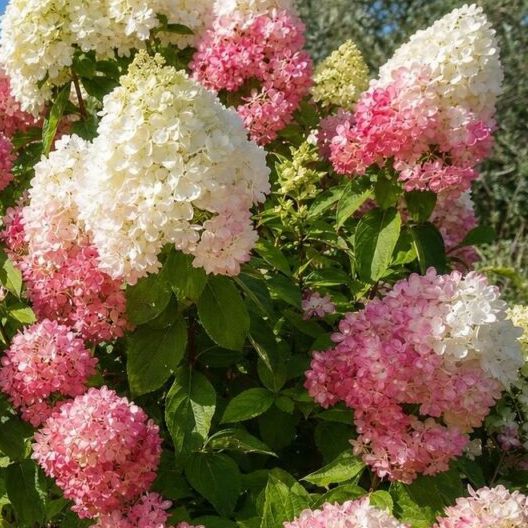 Hortensia paniculé - Hydrangea paniculata "Vanille Fraise"