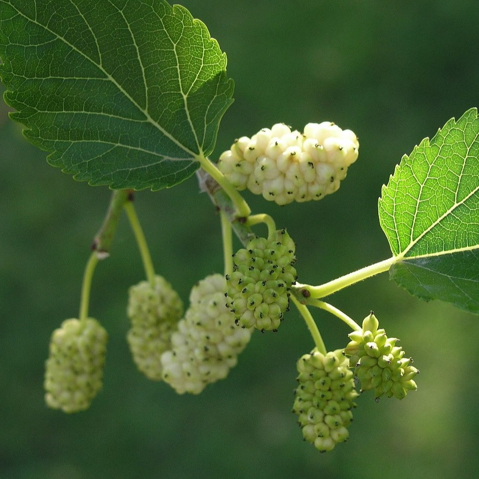 Porte greffe Murier blanc 'de semis' Racines nues