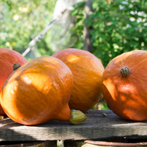 COURGE POTIMARRON Red Kuri Bio
