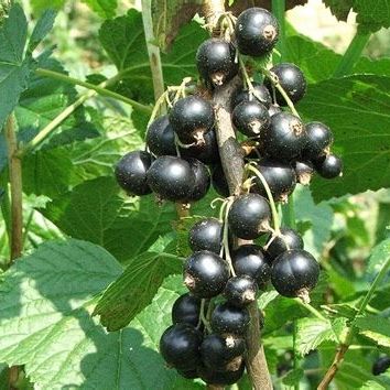 Cassissier (Ribes nigrum) 'Andega'