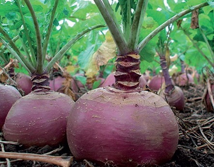 Rutabaga