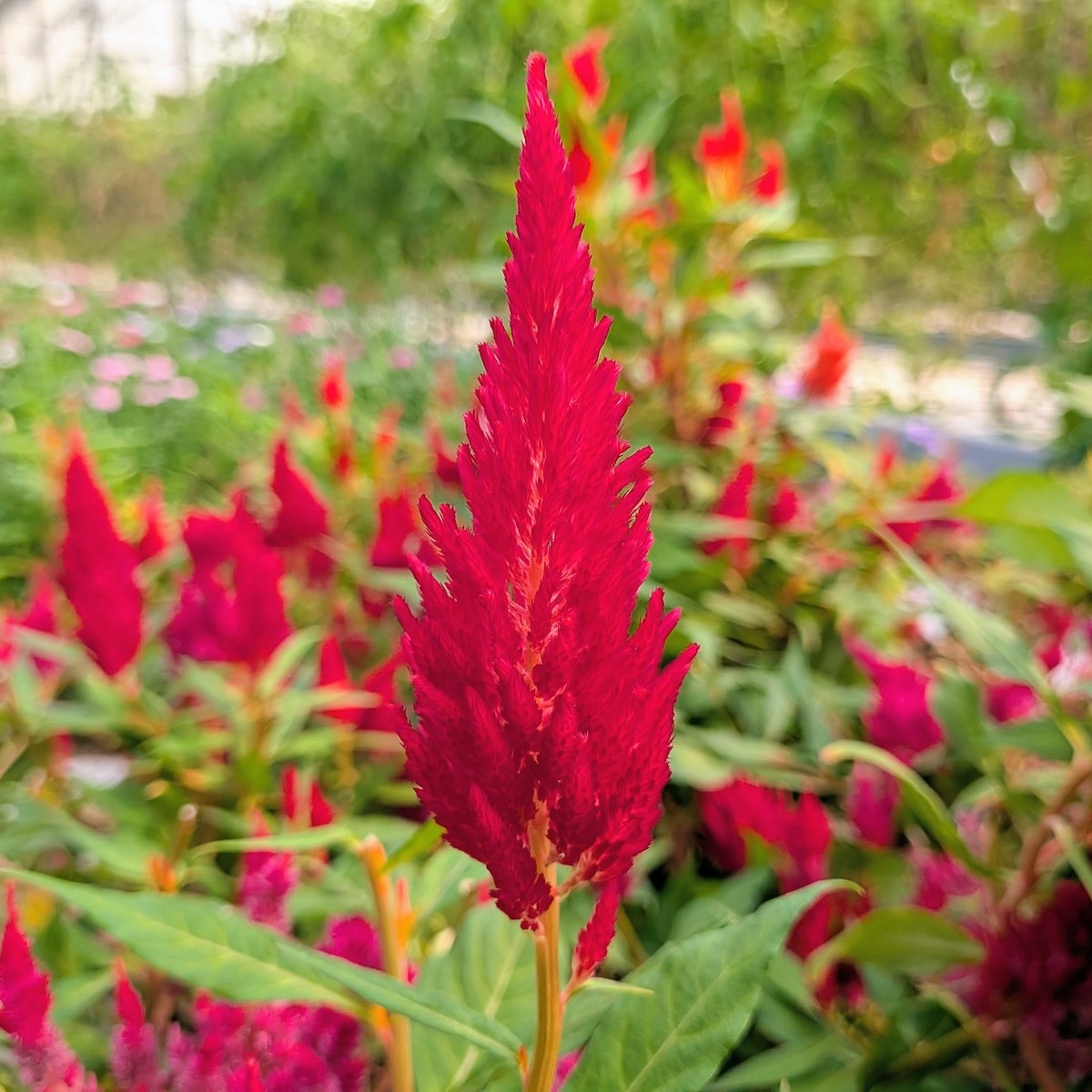 Fleurs de célosie plumeuse - 10g - 10g