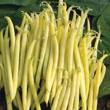HARICOT BEURRE - 500g