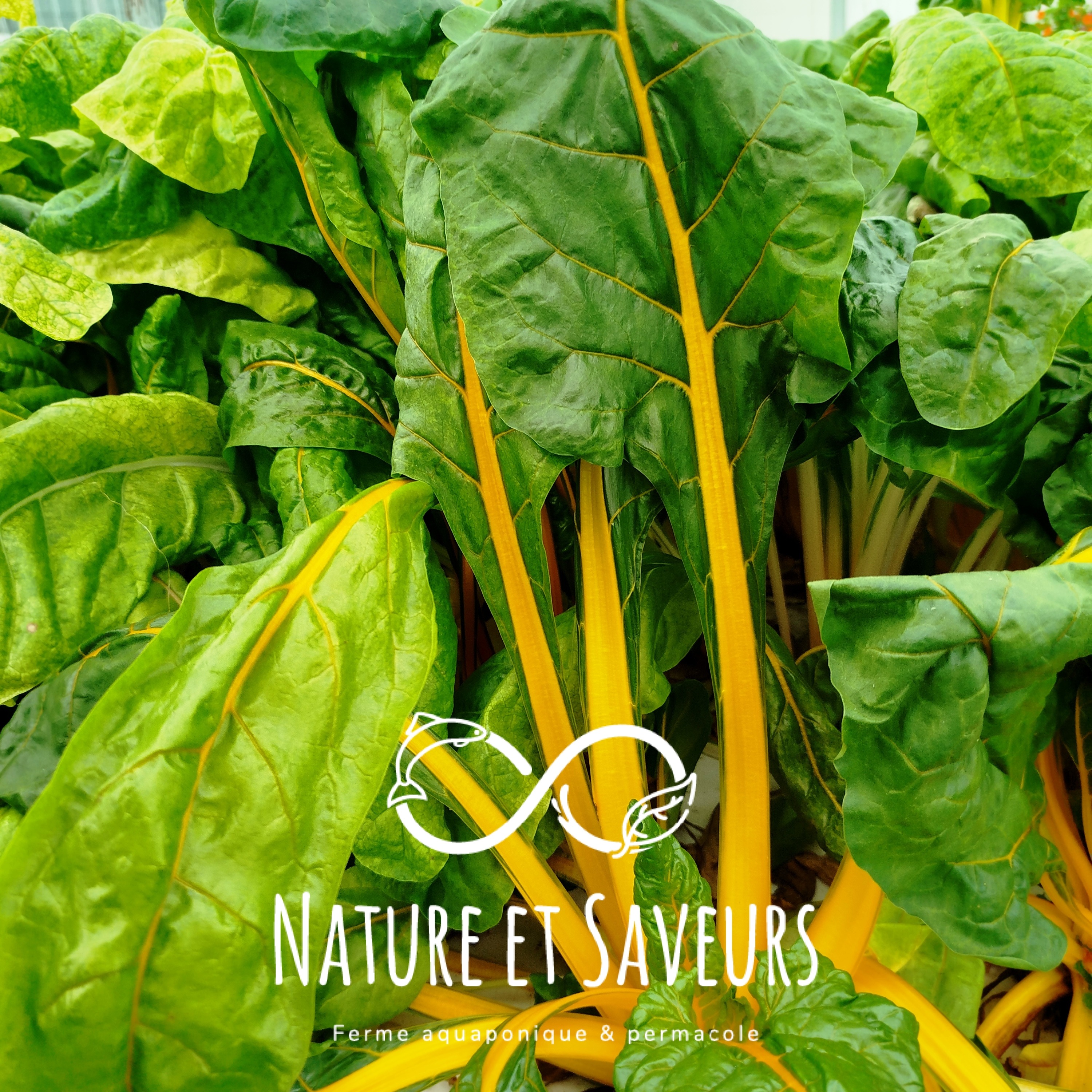 Jeune blette jaune Pamella – couleur douce et finesse végétale - 250g