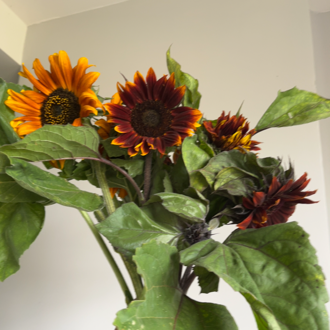 TOURNESOL MIX