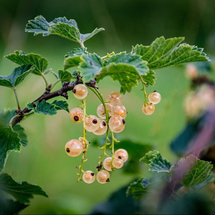 Groseiller (Ribes rubrum) 'Gloire des sablons' RN