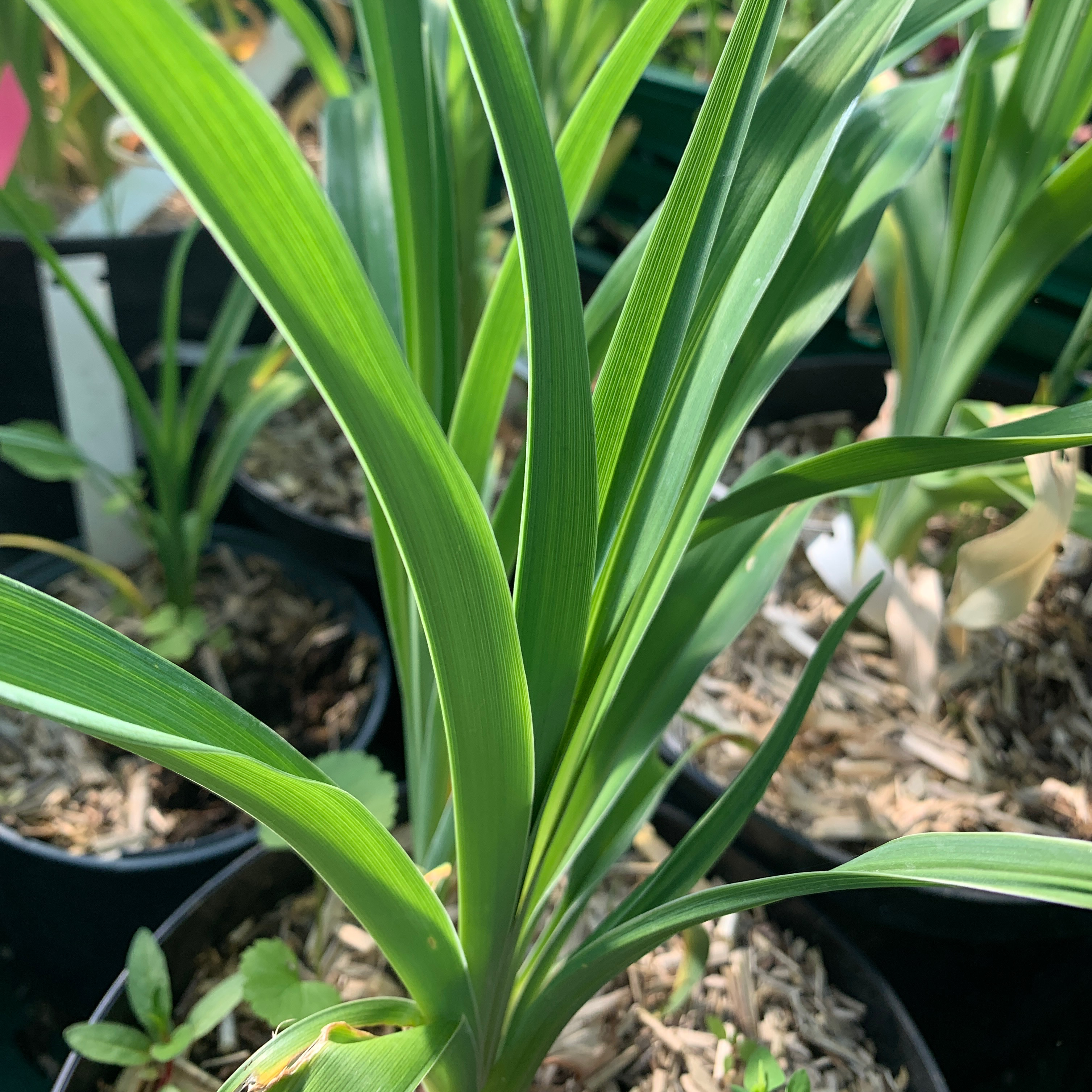 Hemerocalle - pot 2L