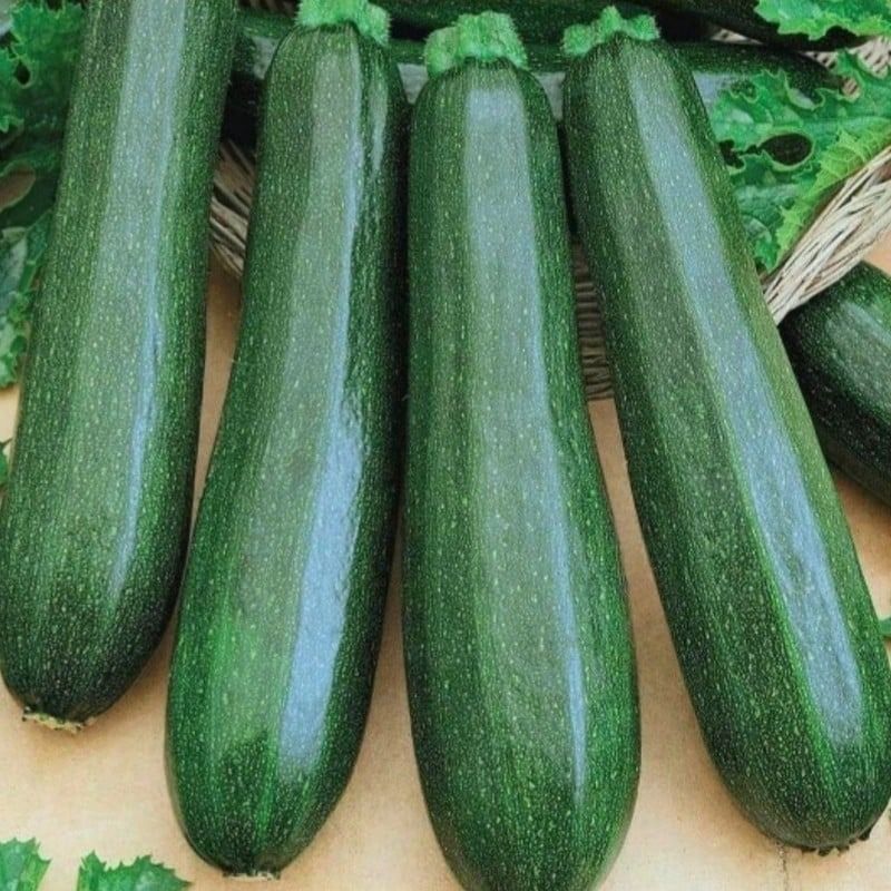Courgette verte 500 gr