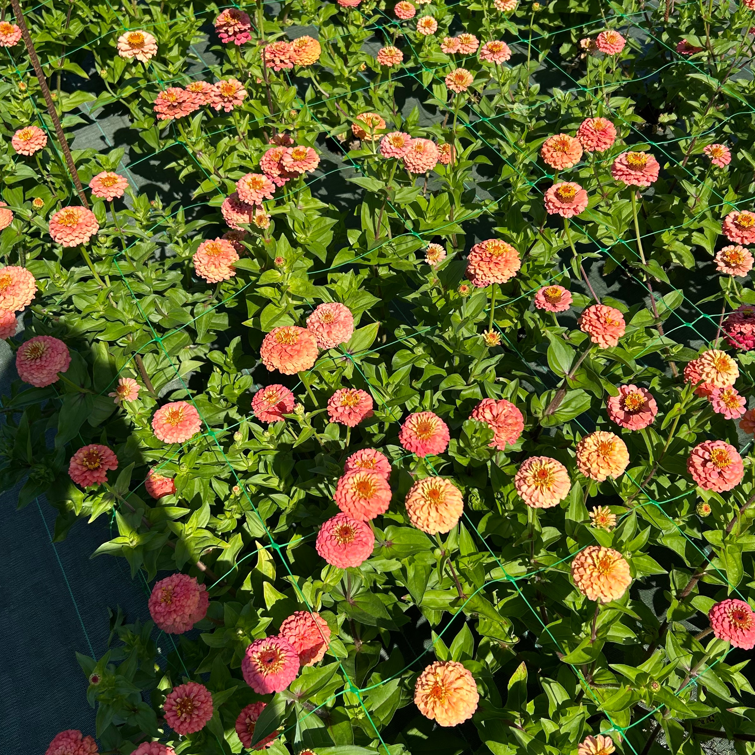 Zinnias saumons simples ou doubles